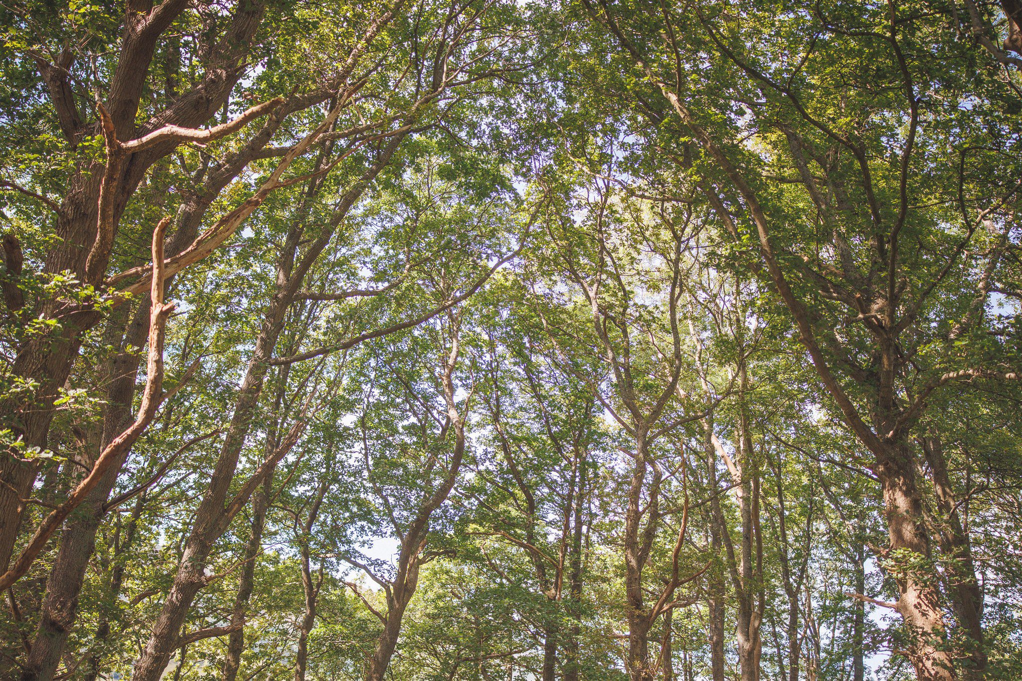 Wild By Nature Wedding Photography
